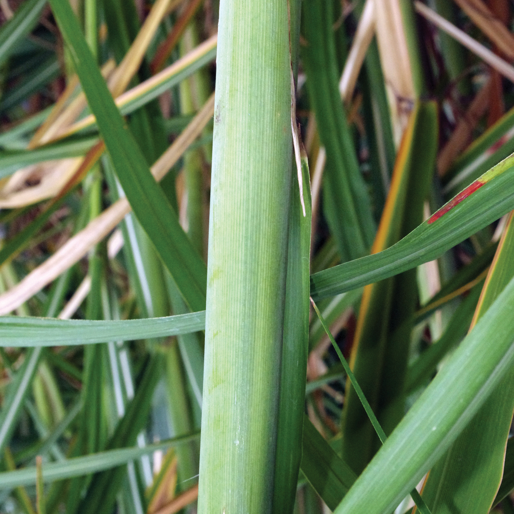 Leaf sheath – Very little wax and no pubescence